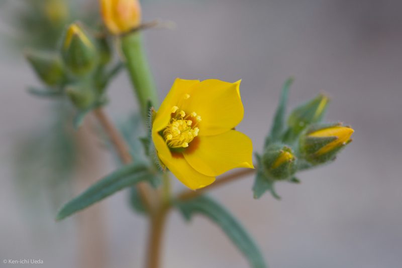 Mentzelia affinis, photographed by Ken-ichi Ueda