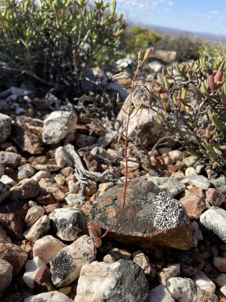 Bulbine diphylla, photographed by Matt Berger