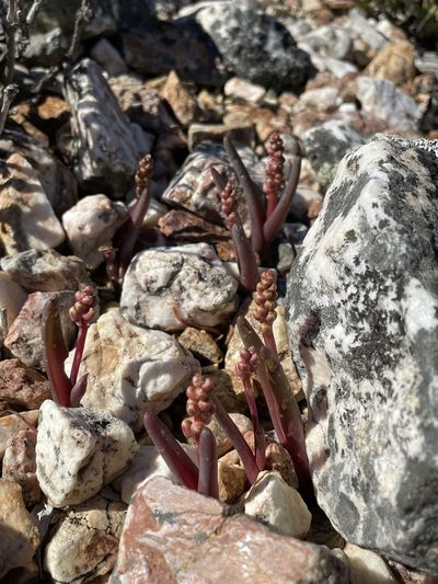 Lachenalia patula, photographed by Matt Berger