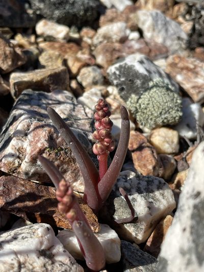 Lachenalia patula, photographed by Matt Berger