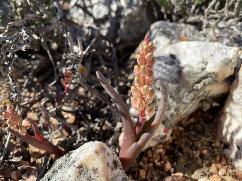 Lachenalia patula, photographed by Matt Berger