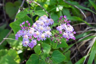 Pericallis steetzii, photographed by Paul Asman