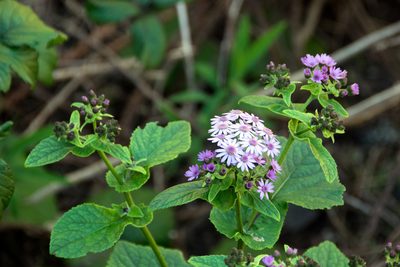 Pericallis steetzii, photographed by Paul Asman