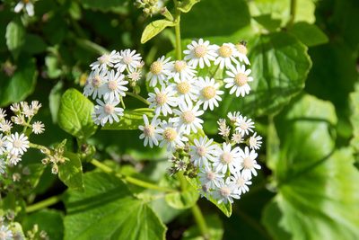 Pericallis steetzii, photographed by Paul Asman