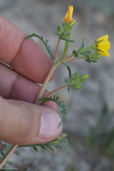 Mentzelia affinis, photographed by Ken-ichi Ueda