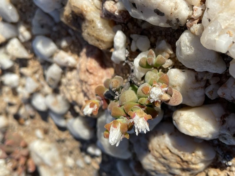 Drosanthemopsis diversifolia, photographed by Matt Berger