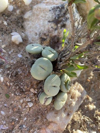 Conophytum minutum, photographed by Matt Berger