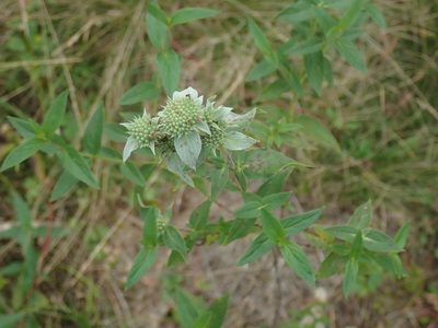 Pycnanthemum muticum, photographed by Lynn Harper