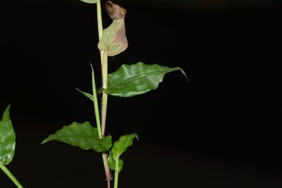 Arthraxon nudus, photographed by S.MORE