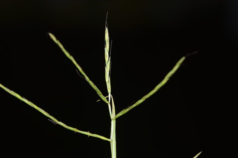 Arthraxon nudus, photographed by S.MORE