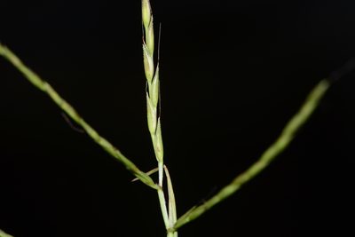Arthraxon nudus, photographed by S.MORE