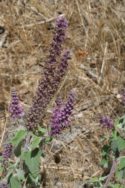 Teucrium hircanicum, photographed by Oleg Kosterin