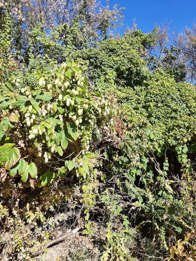 Humulus americanus, photographed by tonyblake