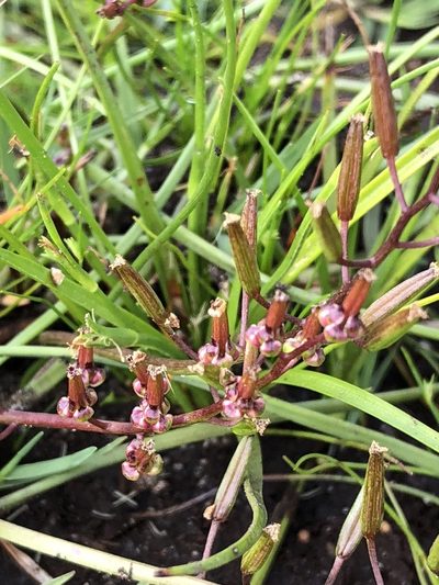 Triglochin bulbosa, photographed by Caroline Voget