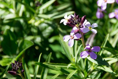 Erysimum virescens, photographed by Paul Asman