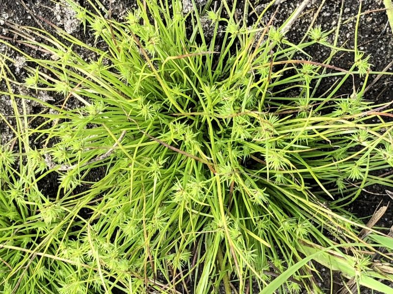 Isolepis hystrix, photographed by Caroline Voget