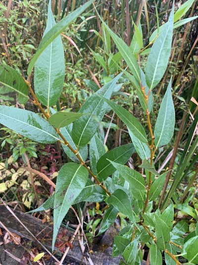 Salix lucida, photographed by Reuven Martin
