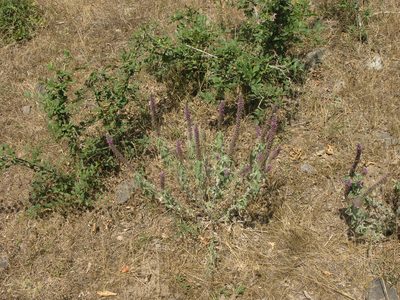 Teucrium hircanicum, photographed by Oleg Kosterin