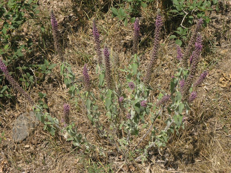 Teucrium hircanicum, photographed by Oleg Kosterin