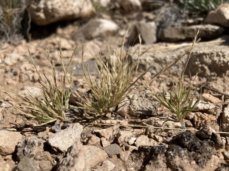 Muhlenbergia depauperata, photographed by Cecelia Alexander