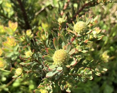 Leucadendron levisanus, photographed by Caroline Voget