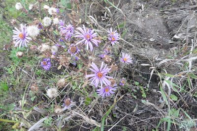 Aster amellus, photographed by Силаева Татьяна Борисовна