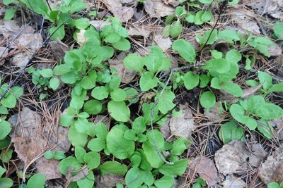 Pyrola minor, photographed by Силаева Татьяна Борисовна