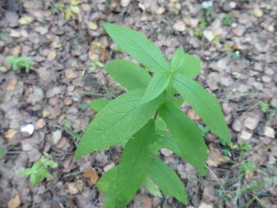 Stachys palustris, photographed by Силаева Татьяна Борисовна
