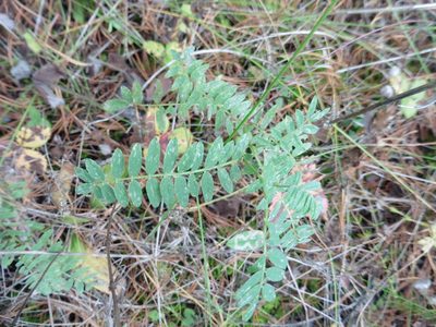Astragalus cicer, photographed by Силаева Татьяна Борисовна