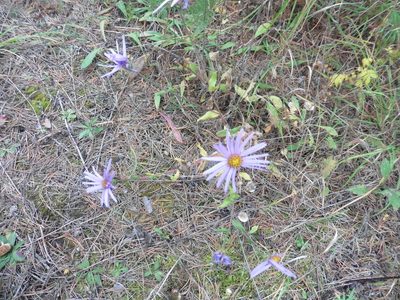 Aster amellus, photographed by Силаева Татьяна Борисовна