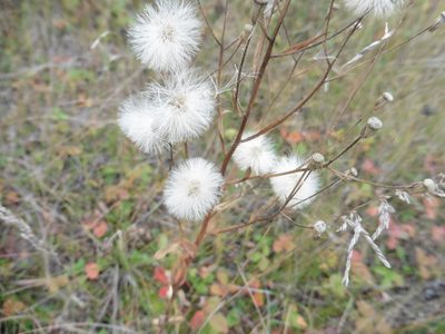 Erigeron acris, photographed by Силаева Татьяна Борисовна