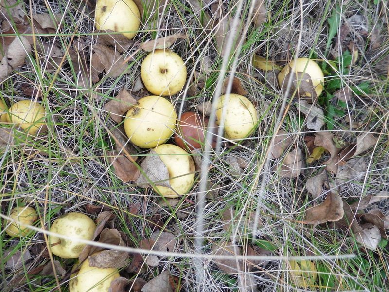 Malus sylvestris, photographed by Силаева Татьяна Борисовна