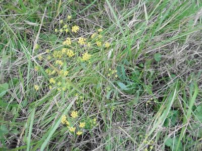 Bupleurum falcatum, photographed by Силаева Татьяна Борисовна