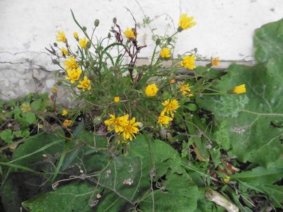 Crepis tectorum, photographed by Силаева Татьяна Борисовна
