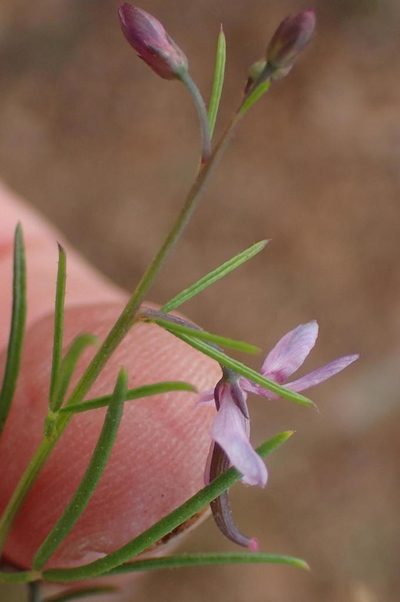 Cleome conrathii, photographed by Nicola van Berkel