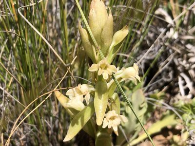 Satyrium situsanguinum, photographed by djsc0