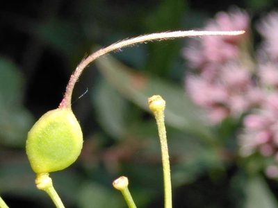 Clematis recta, photographed by Yves Bas