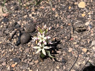 Wurmbea variabilis, photographed by djsc0