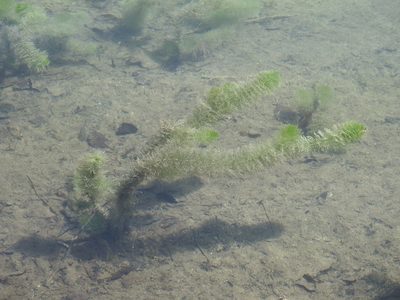 Myriophyllum verticillatum, photographed by Yves Bas