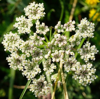 Seseli annuum, photographed by Patrick Hacker