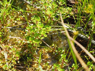 Lythrum portula, photographed by Pierrette Nyssen