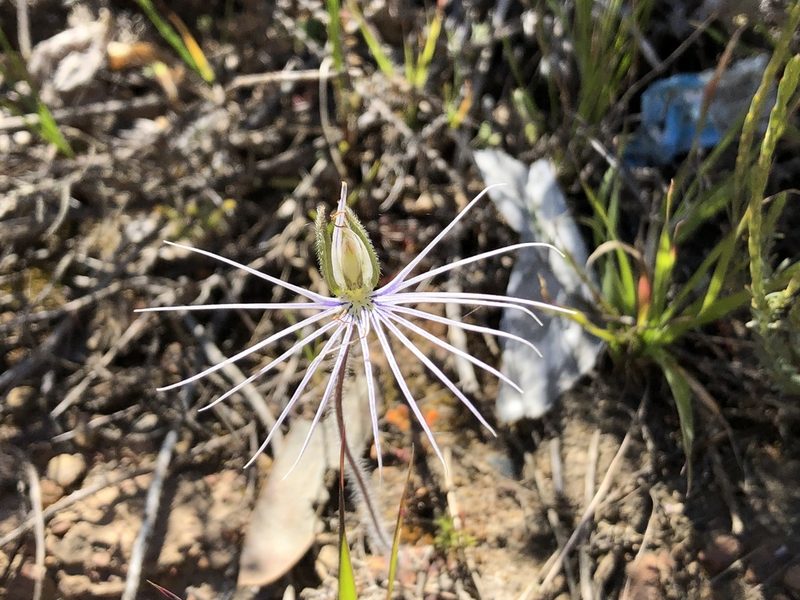 Holothrix burmanniana, photographed by djsc0
