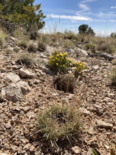 Erioneuron avenaceum, photographed by Cecelia Alexander