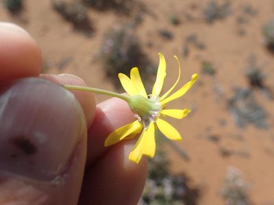 Crassothonna sedifolia, photographed by Peter Warren