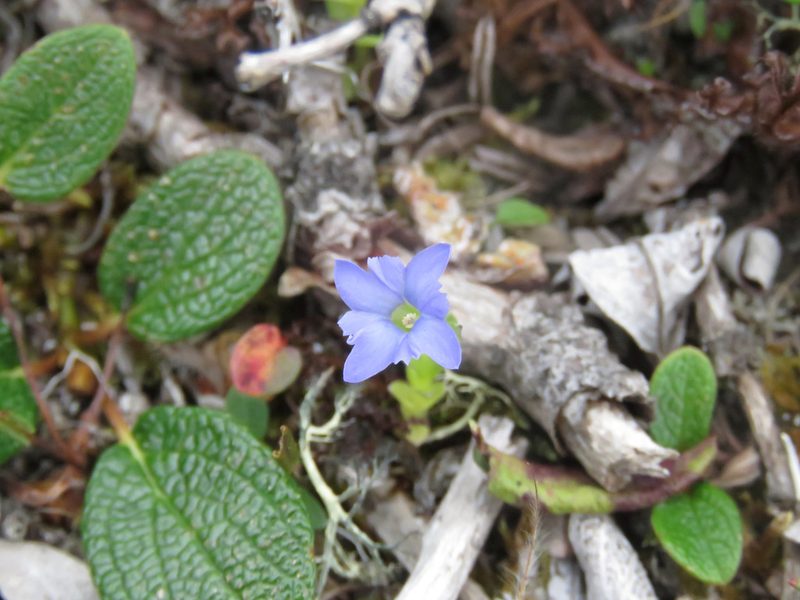 Gentiana prostrata, photographed by Erin Springinotic