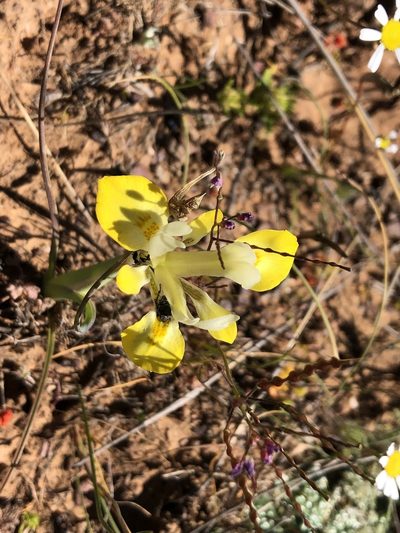 Moraea macronyx, photographed by djsc0