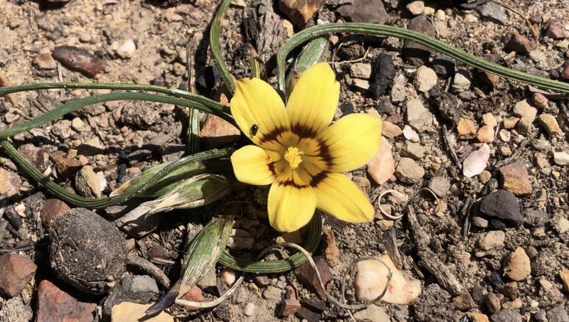 Romulea luteiflora, photographed by djsc0