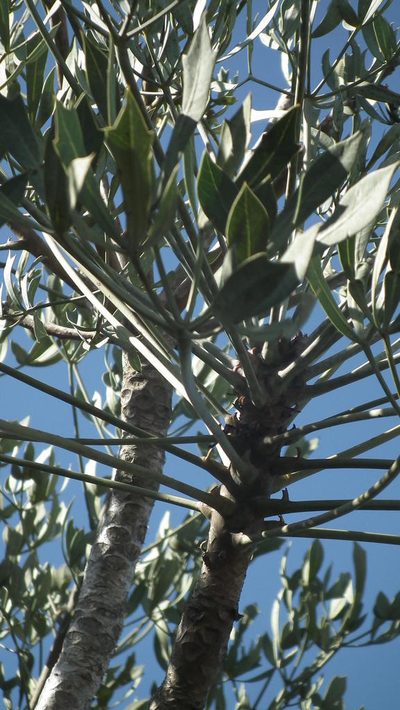 Cussonia gamtoosensis, photographed by Shaun Swanepoel