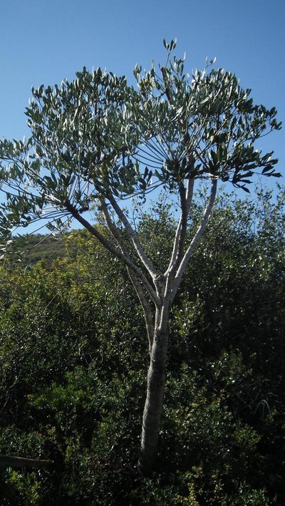 Cussonia gamtoosensis, photographed by Shaun Swanepoel