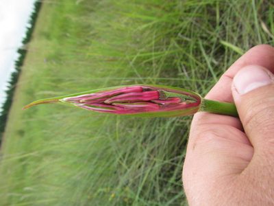 Nerine angustifolia, photographed by Robert Taylor